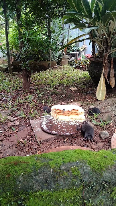 tikus makan kue ultah