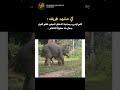 لما تضايق الفيل الصغير هيقوم يلحقك  