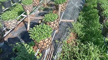 Cúc mâm xôi Tết 2025 11/8 âm lịch tại Chợ Lách Bến Tre.