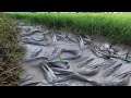 Catch Many Catfish In Small Dry Season - Amazing Find Fish When Water Dry At Rice Field - tyriq 1256