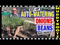 353  auto watering setup  planting onions