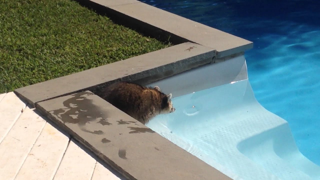 Raccoon in the pool YouTube