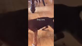 Sikający pies #funny #pieski #animals #dogshorts