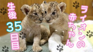 ライオン赤ちゃん 生後35日目