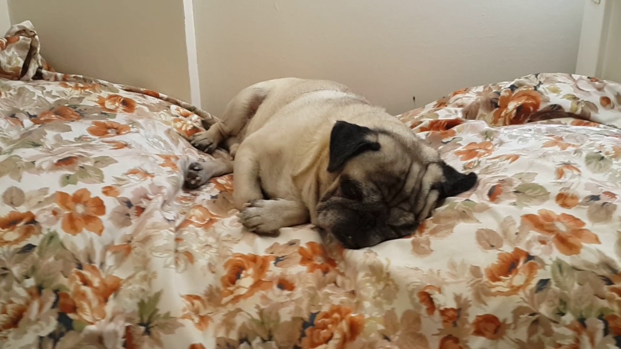 Yavru Köpeklerin Eve Alışma Süreci Yavru Köpeklerin Eve Alışma Süreci