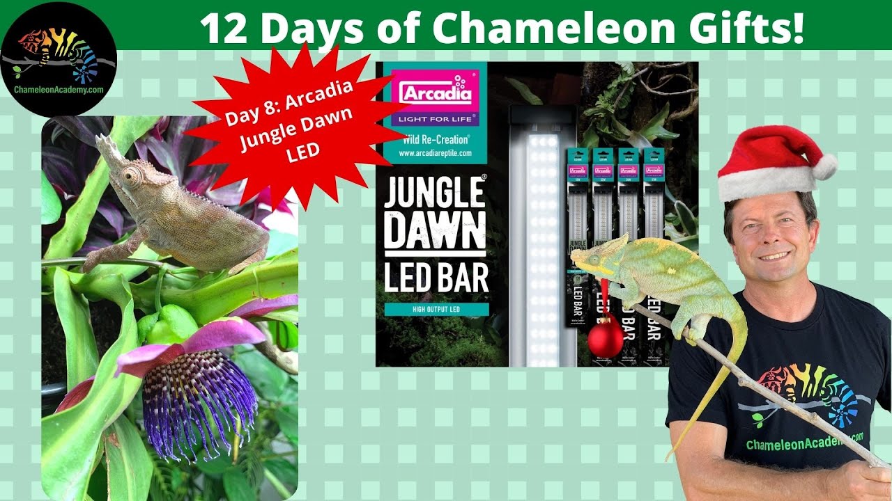 12 Chameleon Gifts- Day 8: Arcadia Jungle Dawn LED - Chameleon Academy