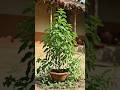 गाँव की जादुई मिट्टी से Tulsi Transformation 🌿✨ #shorts #gardening #plantcare