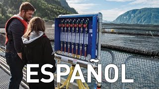 Sea Pen Aeration System - Español