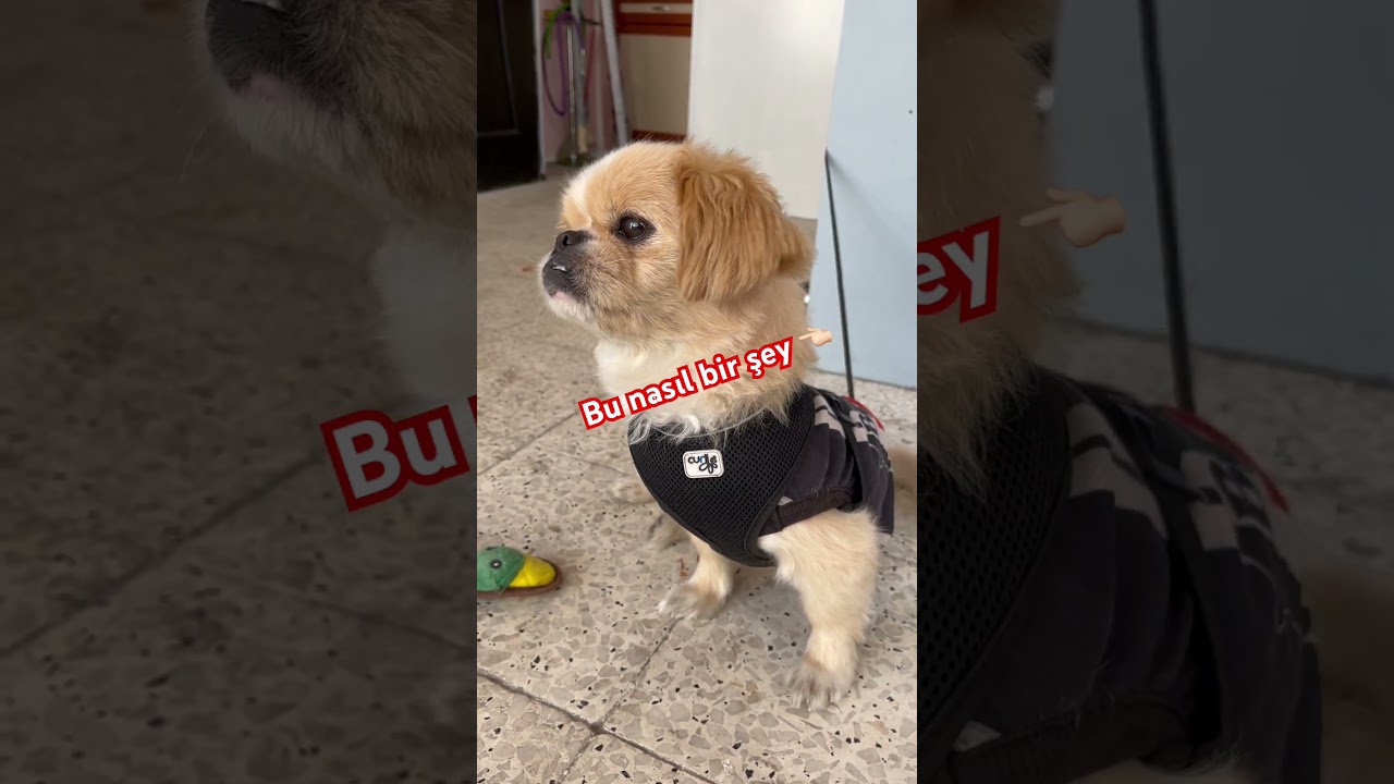 #köpek#hayvanlar #sirinewhelen #nepisirsem #pratiktarifler #yemektarifleri #food #öneçıkar