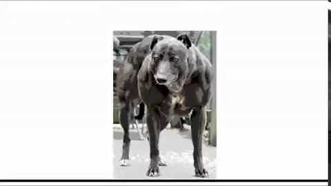 Stick Figures Without Brains 3.3 3.