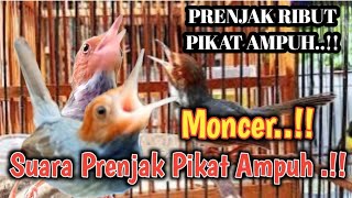 Suara Prenjak Ribut Bersautan Pikat Ampuh