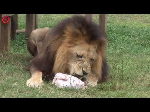 Video: Sư tử ăn gì trong tự nhiên