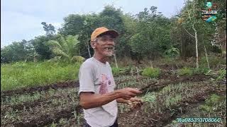 EVEN THOUGH THE LAND IS DAMPENED, MBAH ARIS STILL TRIES TO PLANT Scallions AGAIN, THE ENTHUSIASTI...
