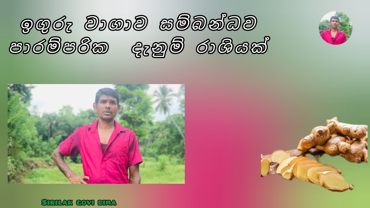 ඉගුරු වගාව හා සම්බන්ධ පාරම්පරික රහස් #ිsirilakgovibima#inguruwagawa