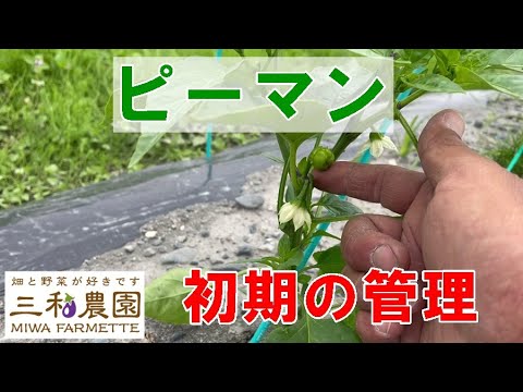 【ピーマン】初期の管理は「わき芽取り」から。NO455（2022.5.20）