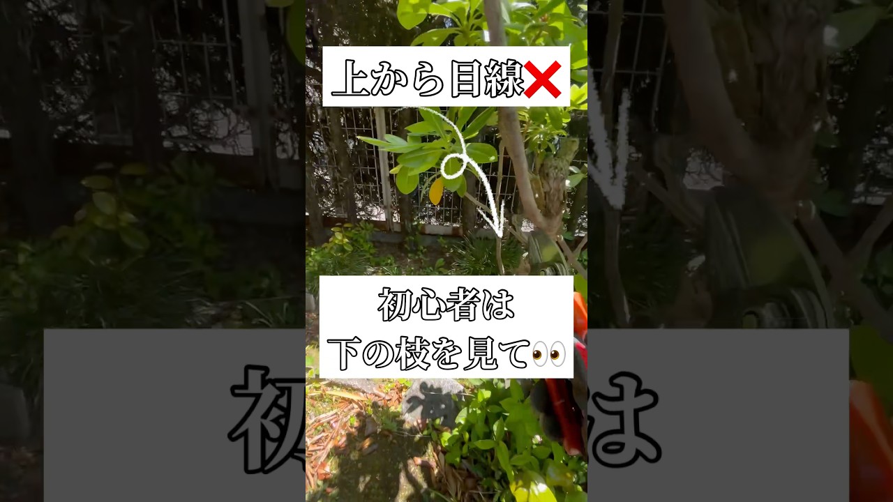 計画通りにトベラの新芽が下から出てきたら上を切る