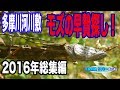 【閲覧注意】すごいのが獲物にされていた!【モズの早贄(ハヤニエ)2016年度総集編】