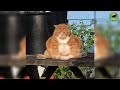 3 minutes of heckin chonkers