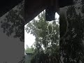 আল্লাহ আল্লাহ আল্লাহ #shortvideo #viralclips #ihavethisthingwithplants #tag