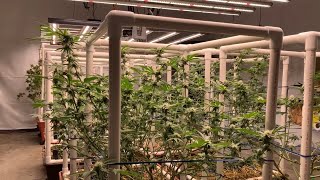 Indoor Living Soil Garden Update; Plum Kolachki Cookies, Amnesia OG, Tropicana Cookies Fluence LED