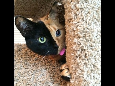 えっキメラなの さび猫ビーナスの秘密 Youtube