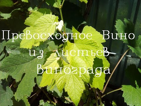 Вино из листьев винограда в домашних условиях рецепт без дрожжей