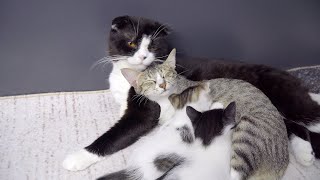 「男前がすぎる」育児中の母猫にやさしくキスする父猫・母猫と一緒に子育てをする父猫の姿に心が温まる