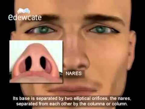 Anatomy of nose - YouTube