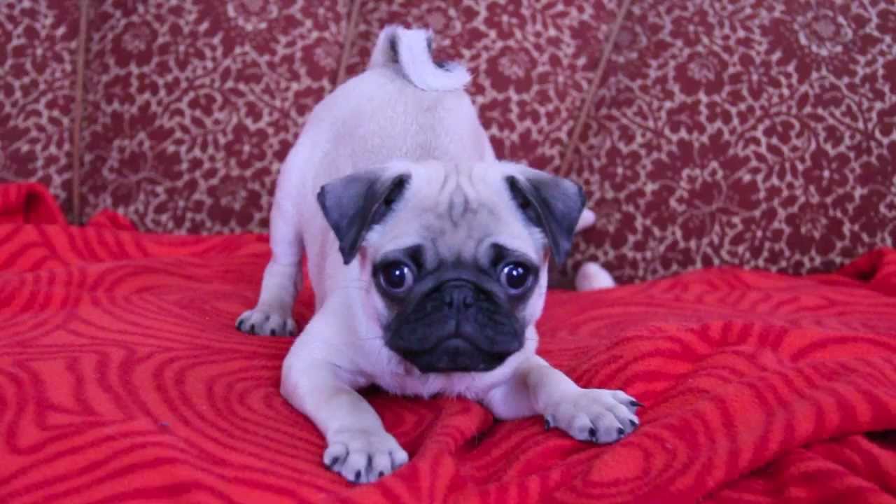 baby pug Carlos barking - YouTube