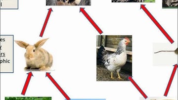 B1.28 Interdependence and food webs