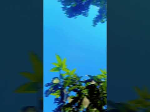 short video #nature #minivlog #ihavethisthingwithplants