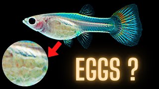 Guppy Fish Care – Do Guppy Fish Lay Eggs ?