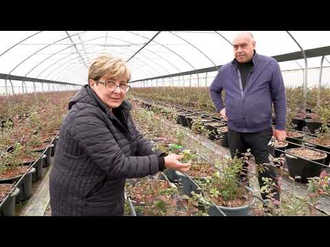 ლურჯი მოცვის გასხვლა სათბურში  Pruning blueberry in greenhouse Обрезка голубики в теплице