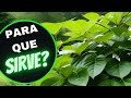 SAUCO 🌱 BENEFICIOS para la salud PODER MAGICO Y ESOTERICO propiedades MEDICINALES