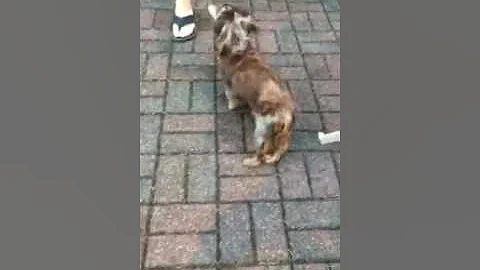 Sammie walking 5 months post back surgery.
