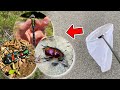 4月の山で昆虫採集したら綺麗な虫がたくさん採れました！！