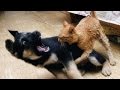 Best Funny Videos - Dogs scared of cats - Funny animal compilation