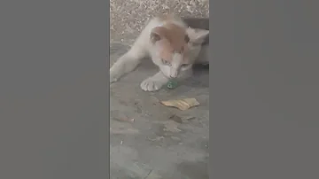 قطوووووووس انهوووووووو غطووووس انهووووو منغوووولي 