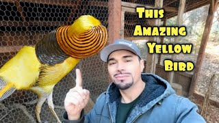 That Electrifying Yellow Bird