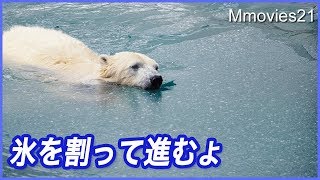 氷を割りながら泳ぐホッキョクグマ　リラの姿がぷかぷか可愛い Polar Bear breaking ice in pool