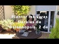 Plantar las varas de Phalaenopsis 2 de 3