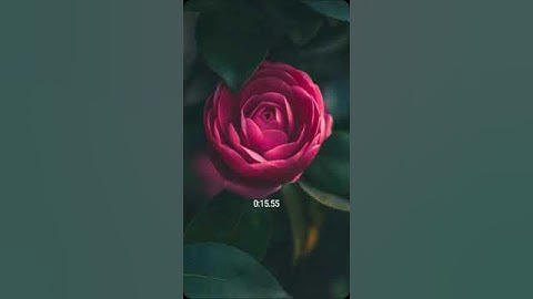 ايه الكرسي قران كريم #واتساب #اكسبلور #دويتو #duet #لايك #قران #صباح_الخير #حالات_واتس #راحة_نفسية