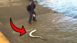 Stone Pier Fishing: Big Conger Eel | Beach Fishing | Floatfishing for Pike