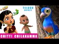 Chitti chilakamma telugu rhymes for children    telugu kids songs