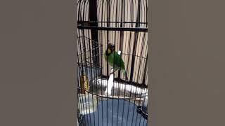 SUARA MASTERAN CUCAK IJO FULL VARIASI TEMBAKAN GANAS !!!