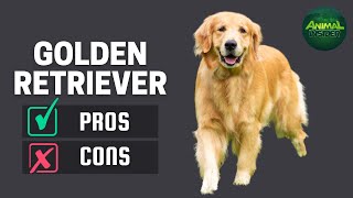 Golden Retriever: The Pros & Cons of Owning One
