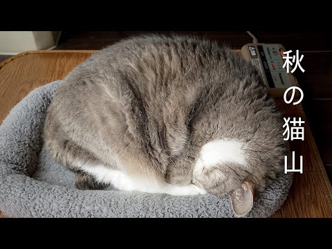 秋のモフモフ うごめく猫山