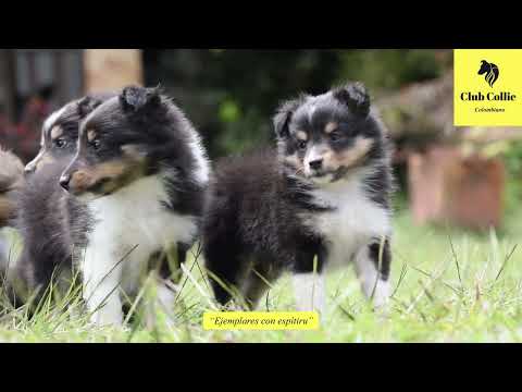 Presentacion de camada, Shelties 2022, Marinilla