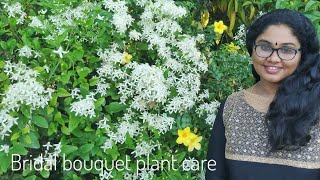 Bridal Bouquet Plant Care||Clematis vine||Clematis terniflora||Propagation And Care||Malayalam