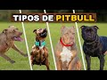 7 Diferentes Tipos de Pitbull